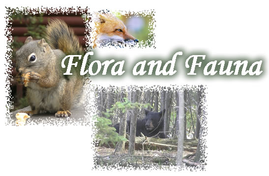 Flora and Fauna